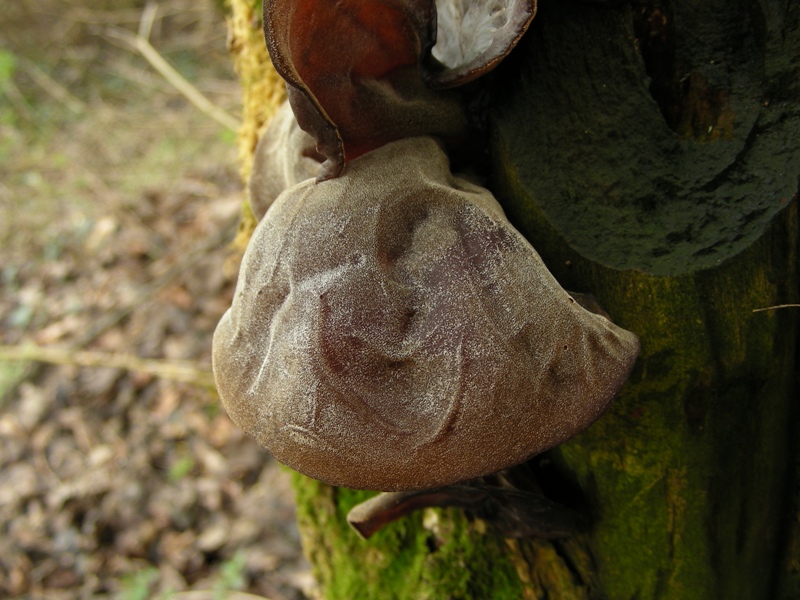 Escursione in bosco umido